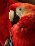 Échantillons d'appareil photo Oppo Find X9 Ultra (690 mm, f/2.2, ISO 400, 1/86s, 3072x4096px)